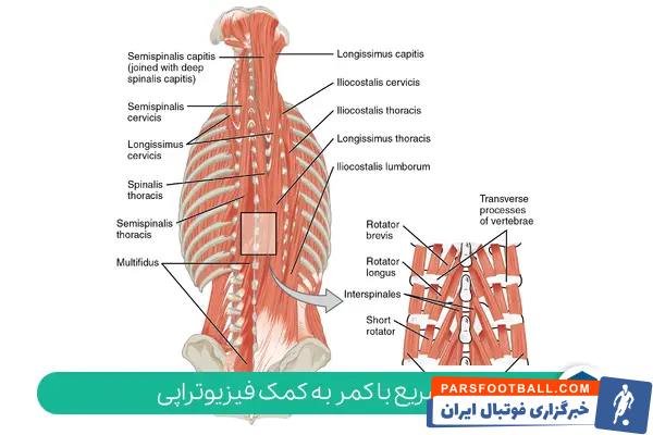 ورزش ویلیامز برای کمر درد و فیزیوتراپی برای کمر درد | برنامه تمرینی، مراحل اجرا، مدت درمان و نکات ایمنی