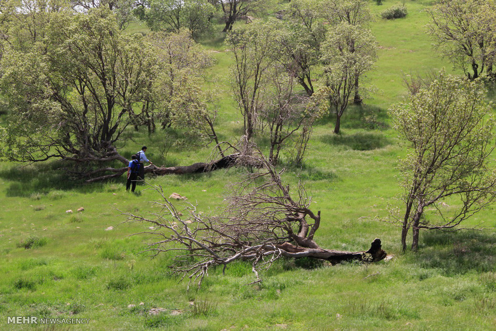 جنگل‌های بلوط ایلام زیر آتش کوره‌های زغال