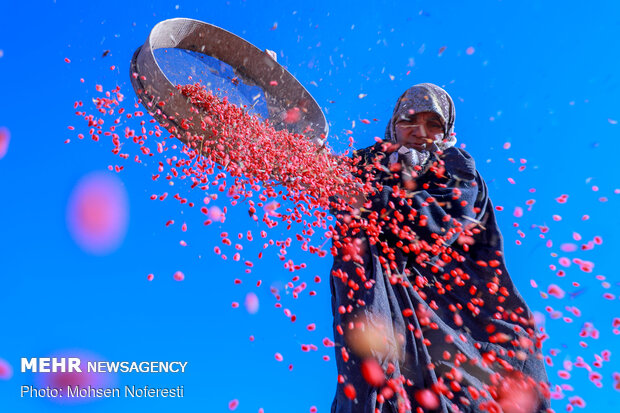 3610173 یاقوت سرخی که جهان را مجذوب کرد؛ دلالان همچنان در کمین بازار زرشک