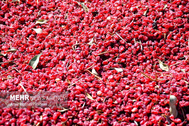 4317608 یاقوت سرخی که جهان را مجذوب کرد؛ دلالان همچنان در کمین بازار زرشک