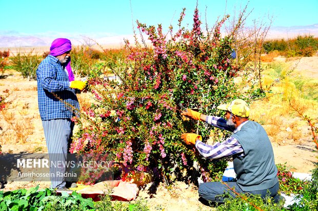 4732597 یاقوت سرخی که جهان را مجذوب کرد؛ دلالان همچنان در کمین بازار زرشک