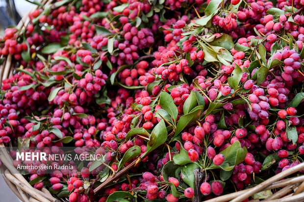 5222314 یاقوت سرخی که جهان را مجذوب کرد؛ دلالان همچنان در کمین بازار زرشک