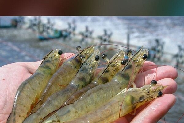 5725963 سرگزی: پرورش میگو در سیستان و بلوچستان رشد ۱۰۷ درصدی داشته است