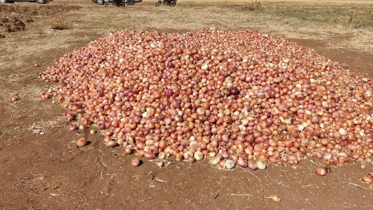 5729207 برداشت ۴۲۰۰ تن پیاز در دهگلان؛ محصولی با برند بومی و بازار ملی