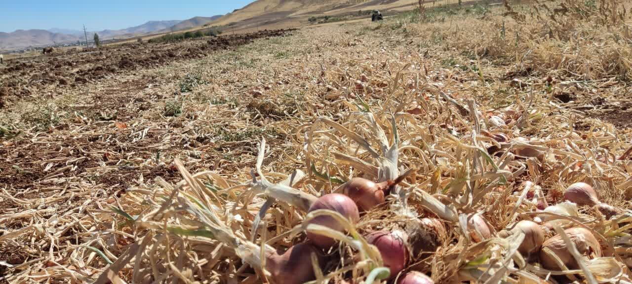 5729208 برداشت ۴۲۰۰ تن پیاز در دهگلان؛ محصولی با برند بومی و بازار ملی