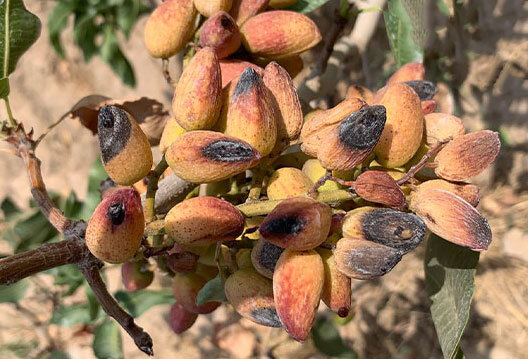 5748892 پسته بر روی درختان باغهای راور خشک شد