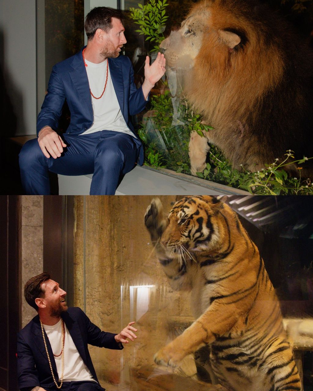 img_20251216_204006_291 قاب یادگاری لیونل مسی با ببر و شیر