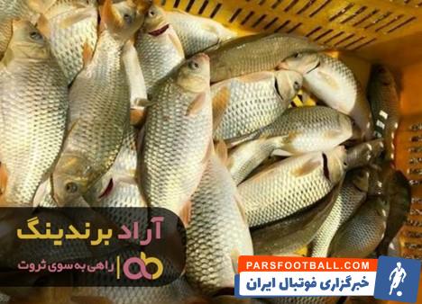 ماهی سوف