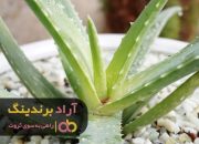 آلوئه ورا خشک شده