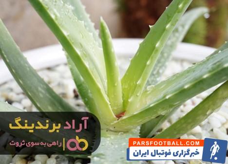آلوئه ورا خشک شده