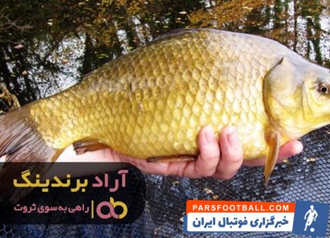 ماهی کپور