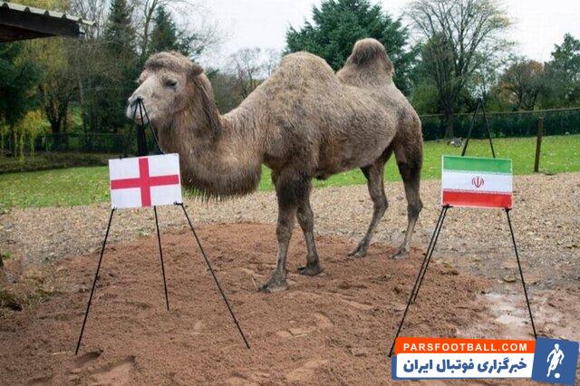 کامیلا ؛ برد انگلیس پش بینی کامیلا شتر پیش‌گو