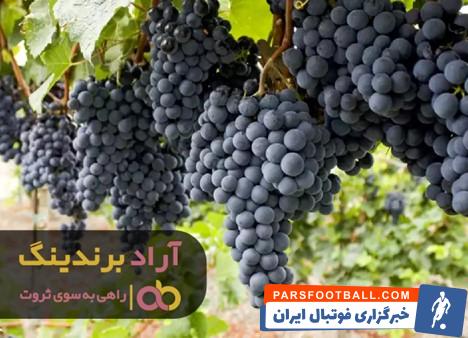 میوه انگور