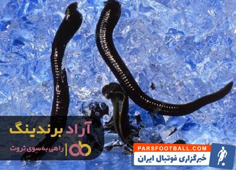 زالو آب شیرین