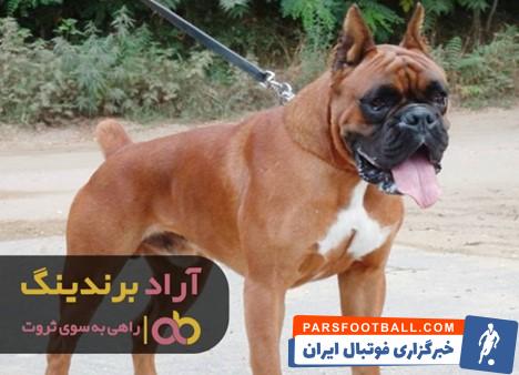 فروشگاه آنلاین خرید سگ باکسر