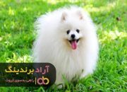 قیمت سگ جیبی