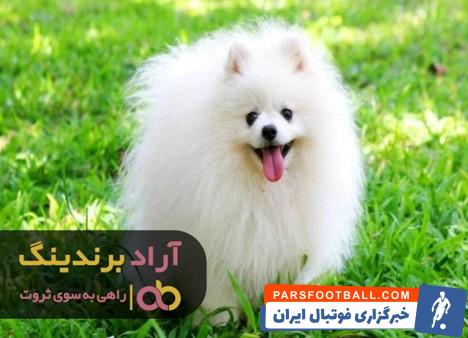 قیمت سگ جیبی