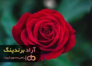 گل رز شاخه ای