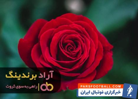 گل رز شاخه ای