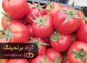 بذر گوجه برنتا