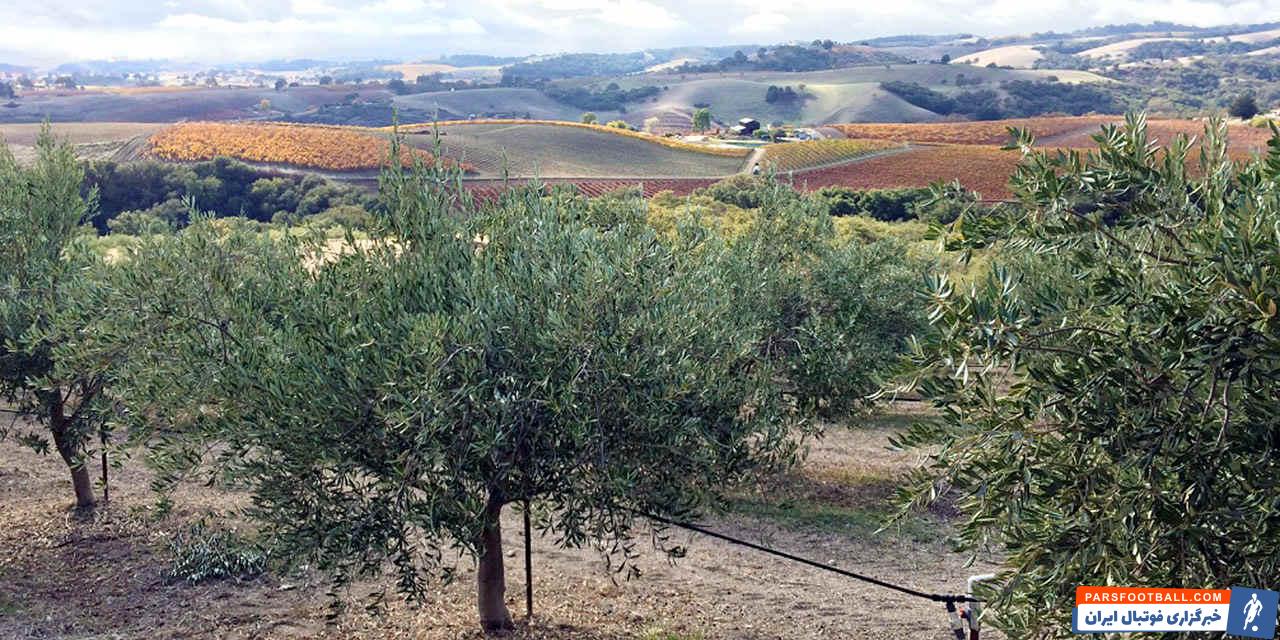 دلایلی که به شما می گویند چرا باید زیتون بخورید!