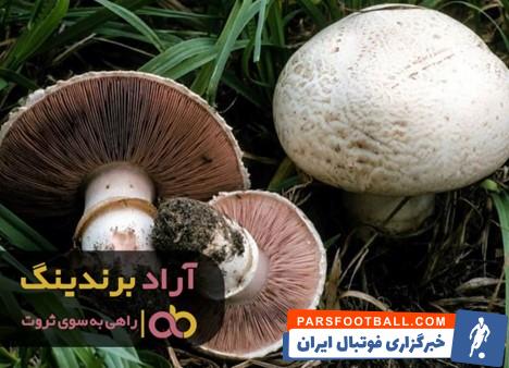 قارچ فله امروز