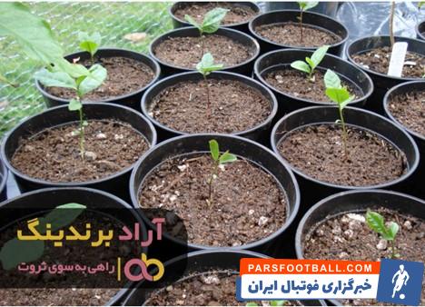 بذر گوجه 1012