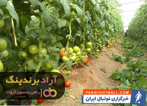 بذر گوجه جنیفر