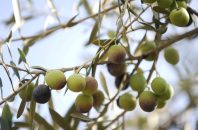 دلایلی که به شما می گویند چرا باید زیتون بخورید!