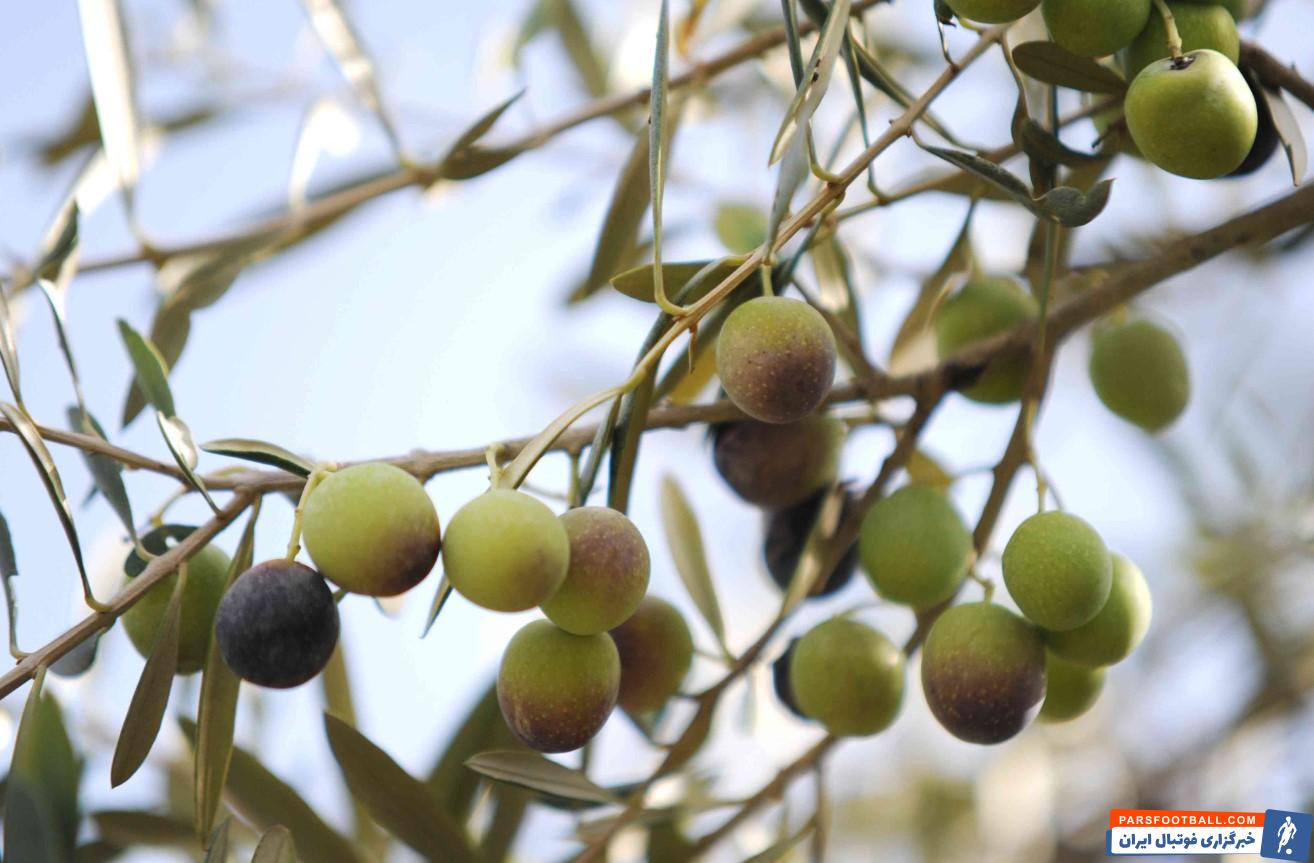 دلایلی که به شما می گویند چرا باید زیتون بخورید!