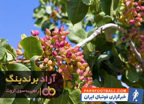 پسته با پوست ۱۴۰۱