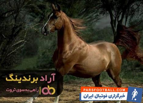 اسب عرب فیگارو