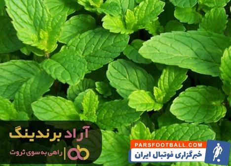 پونه کوهی در بازار