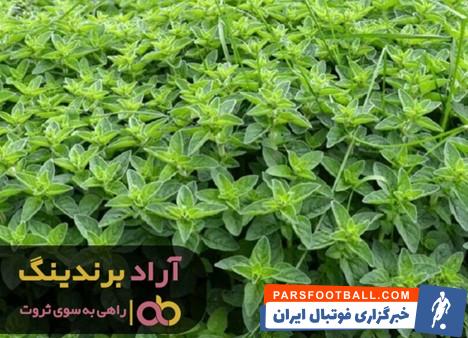 پونه کوهی عمده