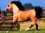 3 اسب عرب چتال