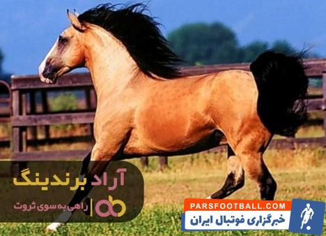 3 اسب عرب چتال