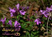 پونه کوهی قرمز