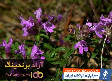 پونه کوهی قرمز