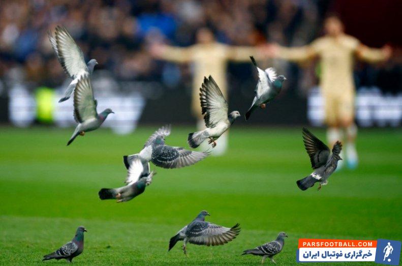 چلسی ؛ حضور دسته ای کبوتران در زمین بازی دیدار وست هم- چلسی