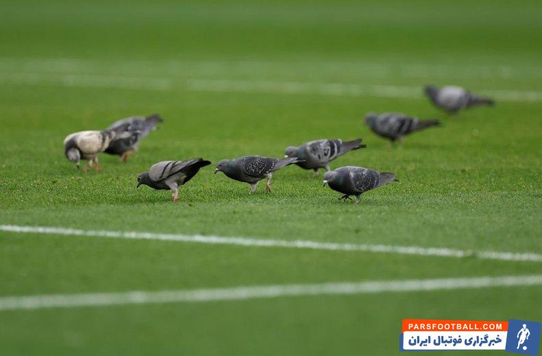 چلسی ؛ حضور دسته ای کبوتران در زمین بازی دیدار وست هم- چلسی