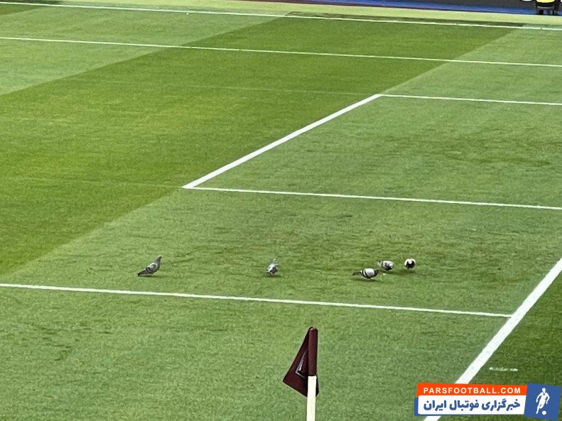 چلسی ؛ حضور دسته ای کبوتران در زمین بازی دیدار وست هم- چلسی