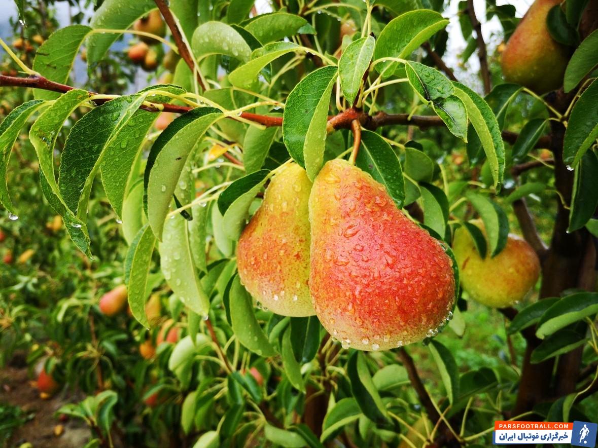 آیا انواع نهال گلابی پایه کوتاه را میشناسید؟