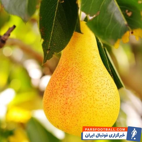 آیا انواع نهال گلابی پایه کوتاه را میشناسید؟
