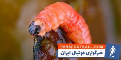 تله دلتا برای مبارزه بیولوژیک کرم درخت آلو