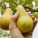 آیا انواع نهال گلابی پایه کوتاه را میشناسید؟