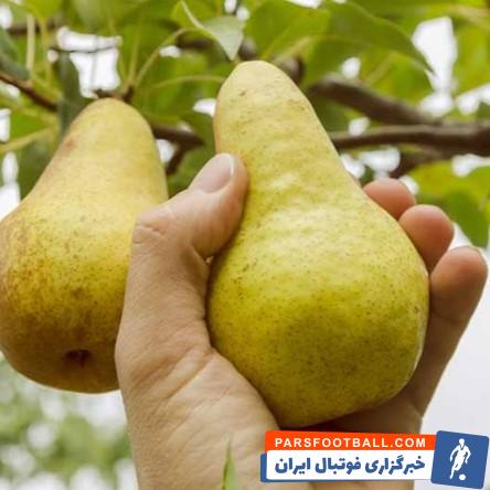آیا انواع نهال گلابی پایه کوتاه را میشناسید؟