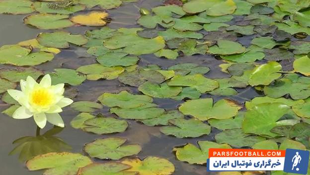 مرداب کندوچال چالوس و نیلوفرهای جذاب آن