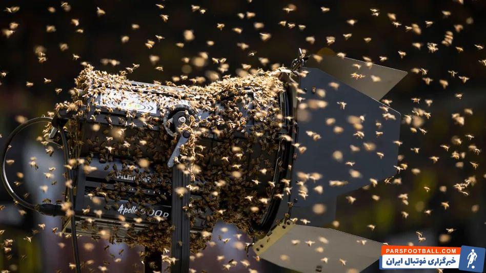 آلمان ؛ حمله تعداد زیادی زنبور به بازیکنان باعث لغو دیدار تالهایم و گرونشتاتل