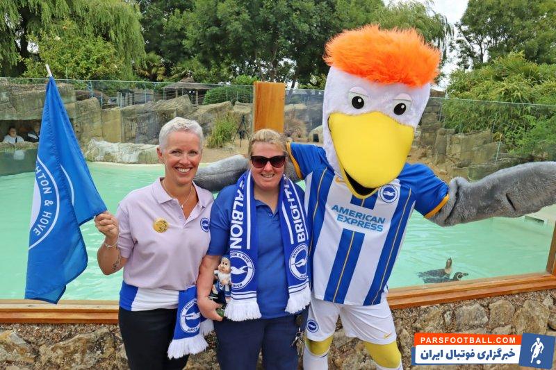 برایتون ؛ نام گذاری 10 پنگوئن به نام بازیکنان برایتون