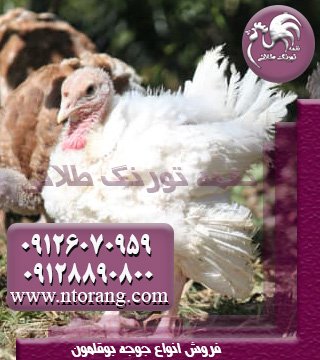 پرورش و فروش مرغ تخمگذار با تورنگ طلایی